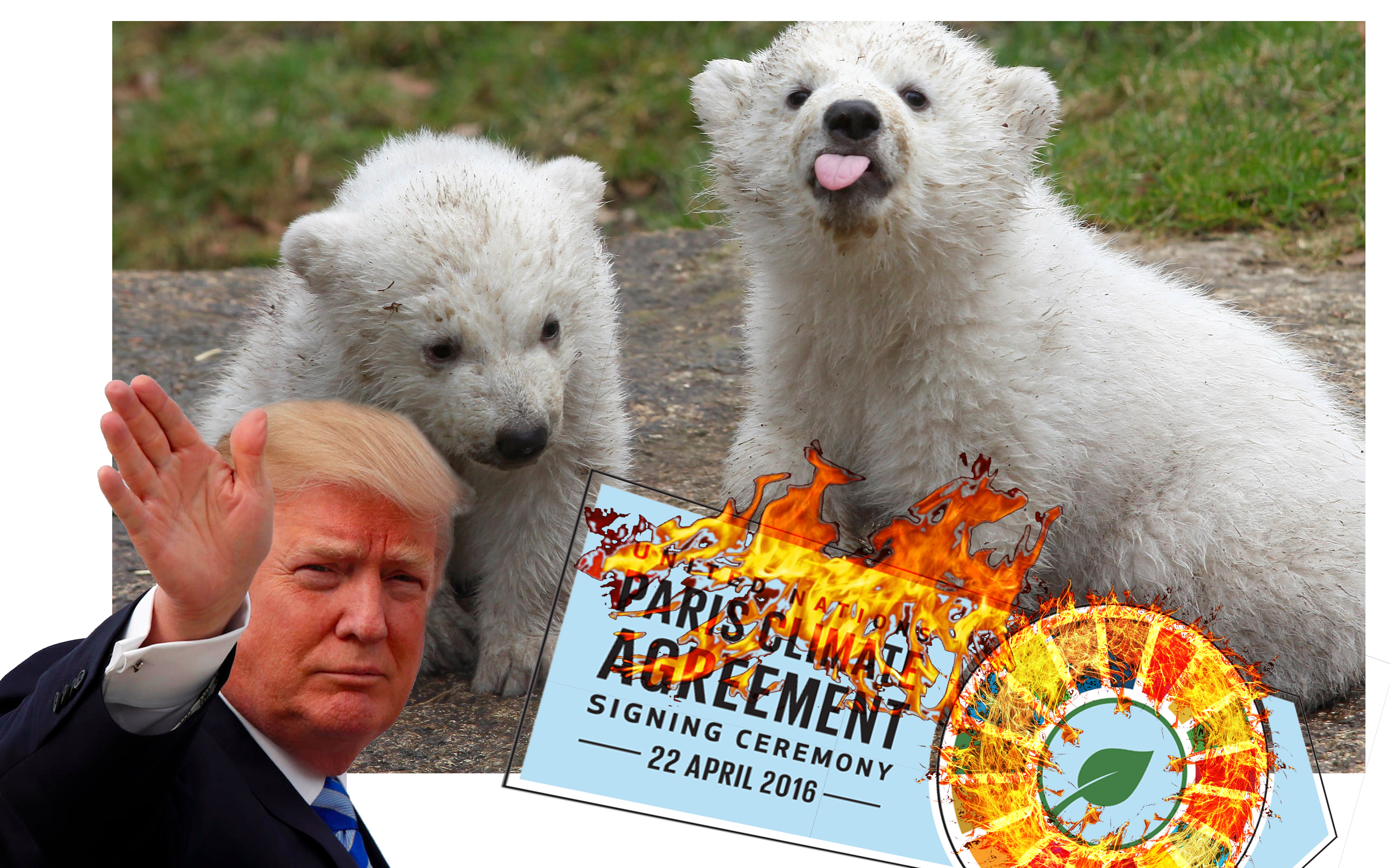 Trump, burning Paris climate accord, two Polar Bear Cubs react